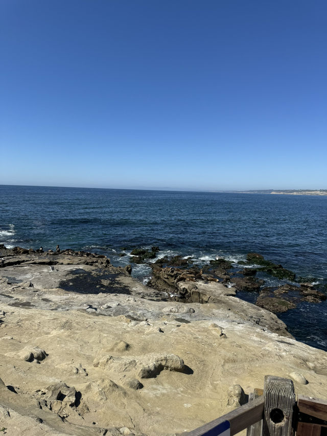 🐬 샌디에고 La Jolla Cove, 바다사자와 함께하는 해변!