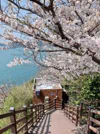 海風與花雨：釜山櫻花季的絕美邂逅