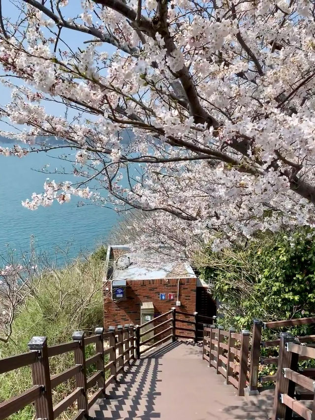 海風與花雨：釜山櫻花季的絕美邂逅