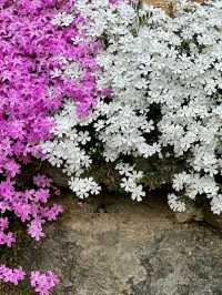Gwangju: A Quiet Bloom in Korea’s Artistic SoulLocation: Gwangju, South Korea