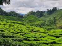 1 week chilling in Cameron Highlands