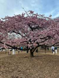 Yoyogi Park: Tokyo’s Cherry Blossom Oasis