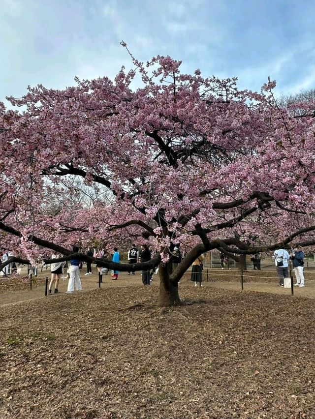 Yoyogi Park: Tokyo’s Cherry Blossom Oasis
