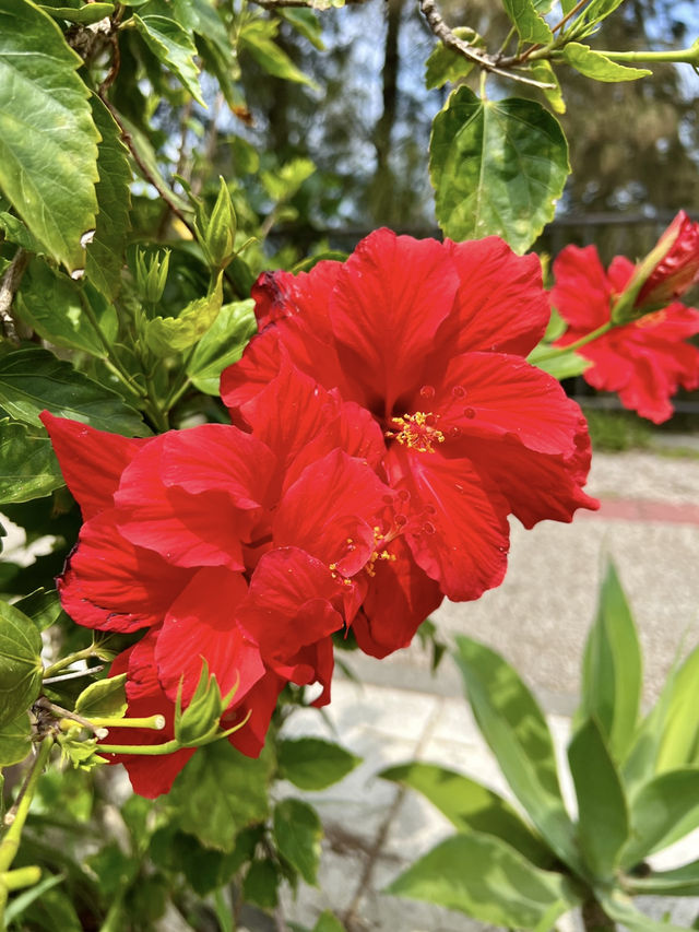 A Slow Island Day in Onna – Beaches, Bites & Bliss