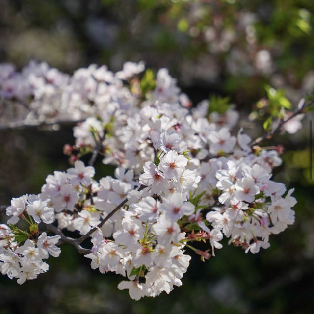 上野公園 (Ueno Park)