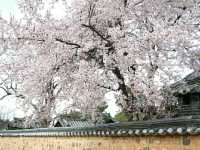 Chuncheon in Bloom: A Serene Cherry Blossom Escape