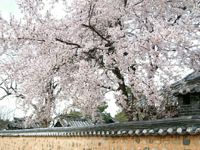 Chuncheon in Bloom: A Serene Cherry Blossom Escape