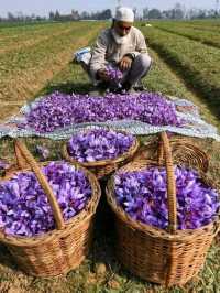 Srinagar – A Soulful Symphony of Lakes, Mountains, and Culture