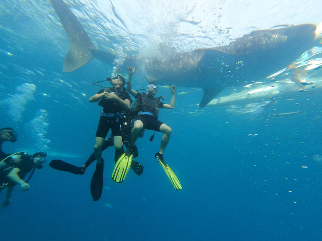 Oslob Whale Shark Watching
