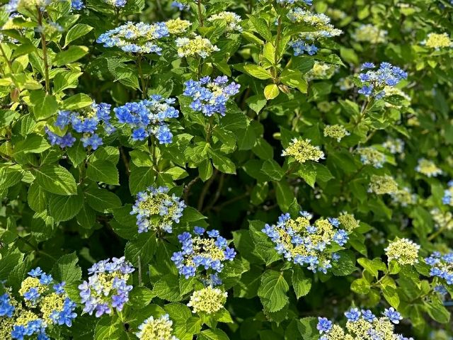 Hamadera Park – Osaka’s Historic Green Escape
