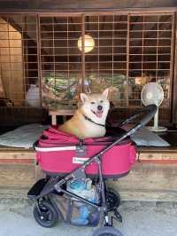 【日本🇯🇵京都】🐶と楽しむ京都
