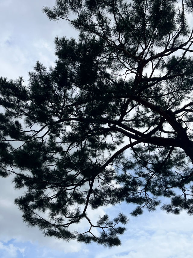 穿越百年時光，昌德宮是首爾最詩意的宮殿秘境