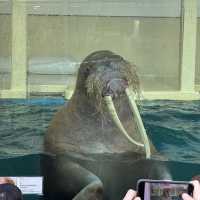 日本で唯一ラッコに会える水族館🦦ꕀ