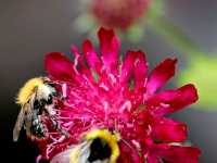 Tintinhull Garden – A Timeless Somerset Gem in Full Bloom