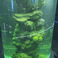 Bangsaen Aquarium - สื่อเรียนรู้ความบันเทิงใต้ทะเล