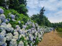 The flowers season in Jeju- Boromwat Seogwipo