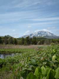 【利尻島】利尻島最大の高層湿原で季節の花と絶景を満喫！南浜湿原