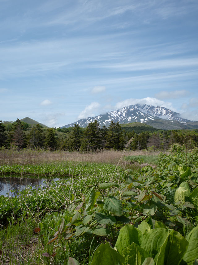 【利尻島】利尻島最大の高層湿原で季節の花と絶景を満喫！南浜湿原