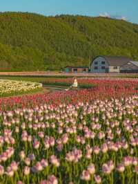 Kamiyubetsu Tulip Park สวนทิวลิปที่สวยสุดในญี่ปุ่น
