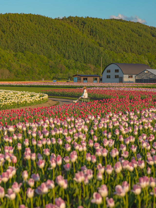 Kamiyubetsu Tulip Park สวนทิวลิปที่สวยสุดในญี่ปุ่น