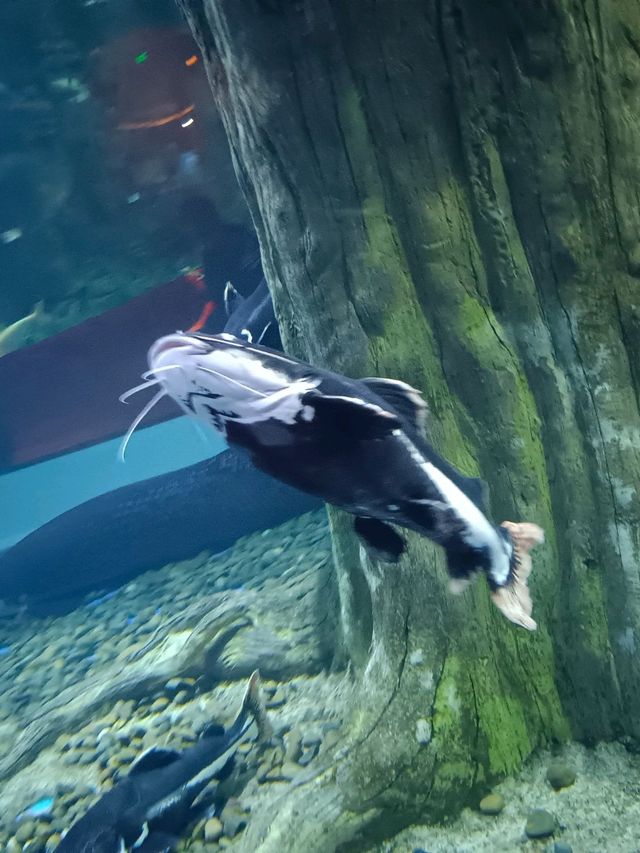 Sea Shell Aquarium Phu Quoc
