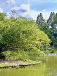 Urban Serenity Found: A Stroll to Goose Island in KL’s Green Heart