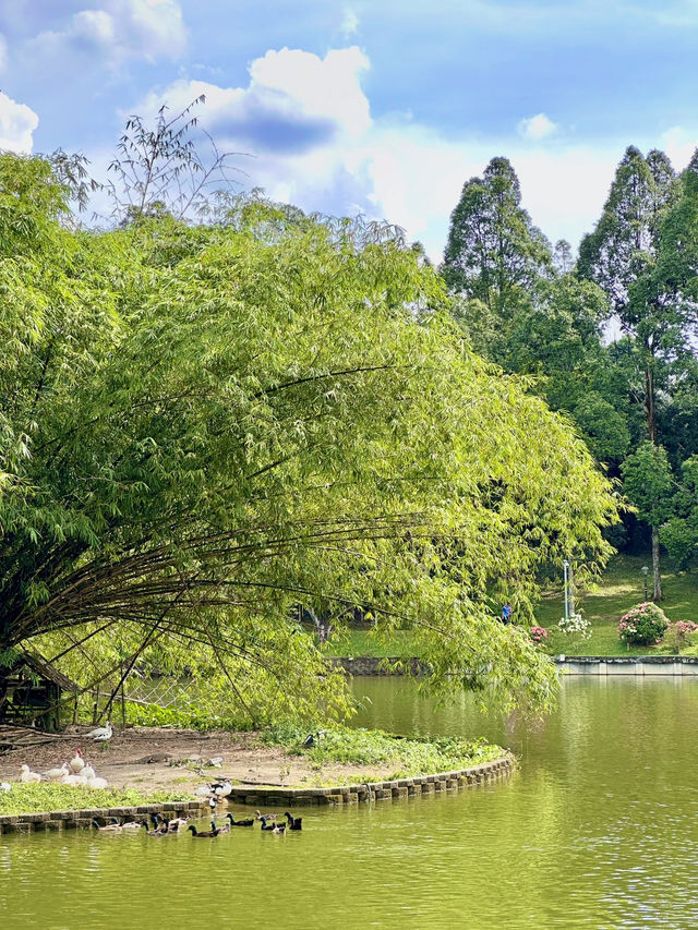 Urban Serenity Found: A Stroll to Goose Island in KL’s Green Heart