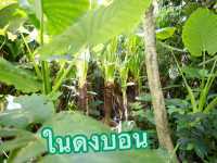 ในดงบอน