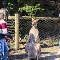 Perth | The Most Fun Activity at Caversham Wildlife Park