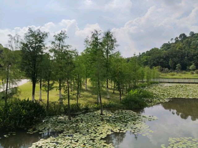 🪴Citywalk 東莞植物園