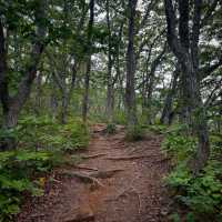 Odaesan Forest