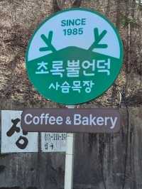 태백 사슴목장 베이커리카페💚초록뿔언덕