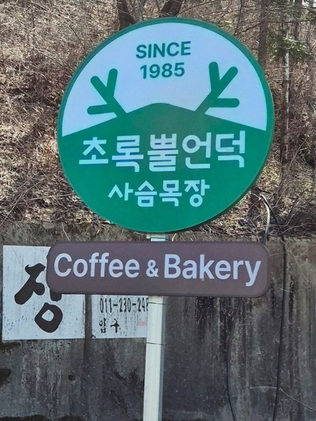 태백 사슴목장 베이커리카페💚초록뿔언덕