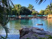 Discovery Cove is truly a hidden gem in the heart of Orlando