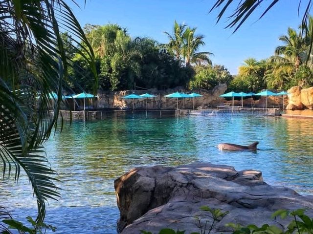 Discovery Cove is truly a hidden gem in the heart of Orlando