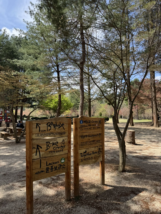 A Peaceful Escape to Nami Island 🍃🌸