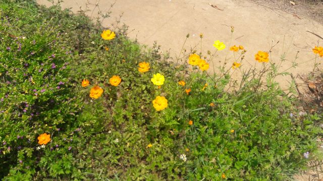 Anna Park Yercaud
