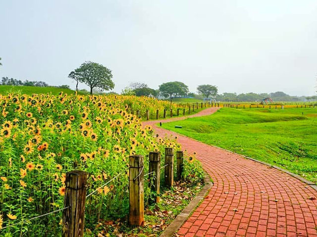 台中后里環保公園賞向日葵