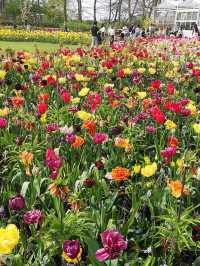 春の魔法、キューケンホフに咲く🌷✨
