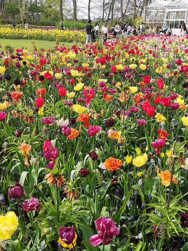春の魔法、キューケンホフに咲く🌷✨