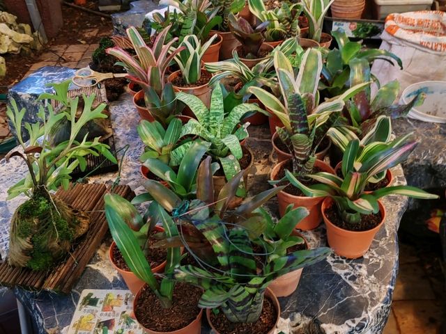 古晋香兰静室 (Green Cottage)： 隐匿花园里的家