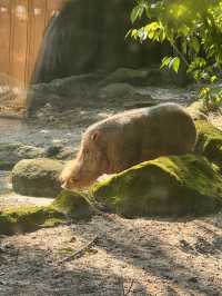 シンガポール動物園おすすめルートと攻略