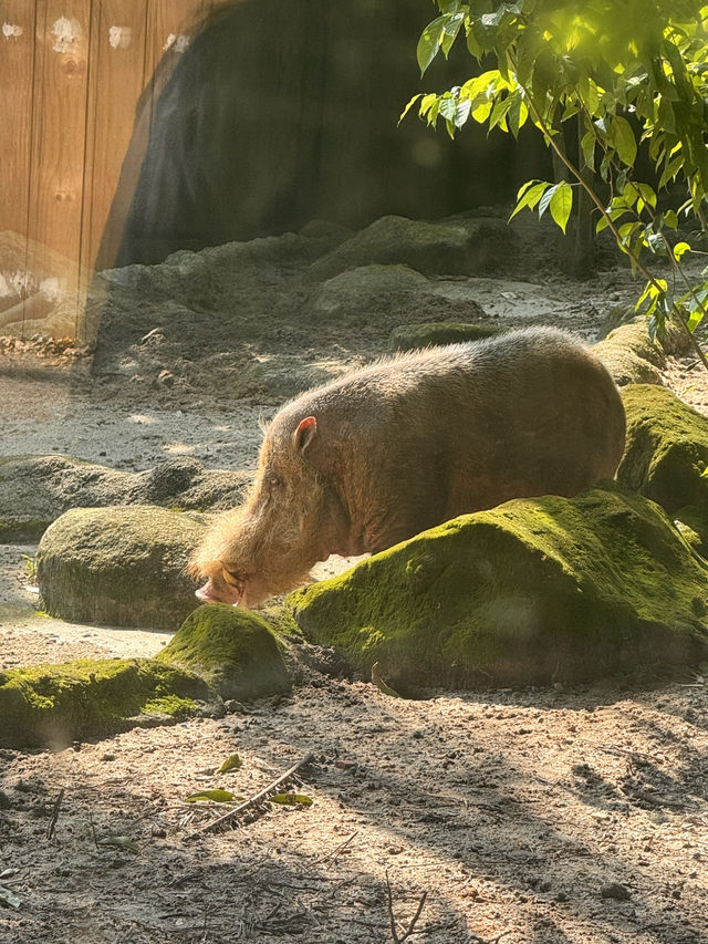 シンガポール動物園おすすめルートと攻略