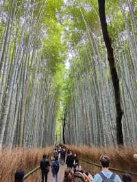 Forest Bamboo Kyoto: A Journey Through Stillness