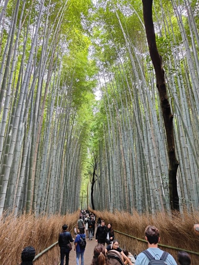 Forest Bamboo Kyoto: A Journey Through Stillness