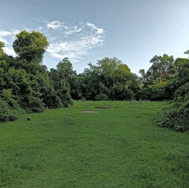 Bukit Brown Cemetery (Free historical walking site)