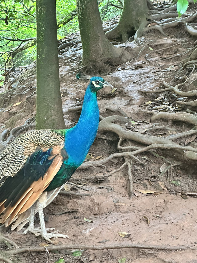 A Perfect Blend of Nature and Wildlife