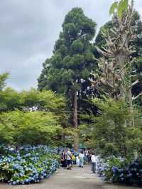 Hydrangea Heaven: A Summer Pilgrimage to Oga's Blue Temple
