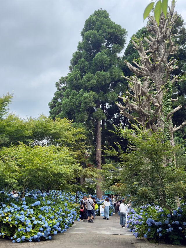 Hydrangea Heaven: A Summer Pilgrimage to Oga's Blue Temple