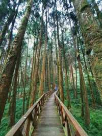 Morning Magic at Alishan Scenic Area